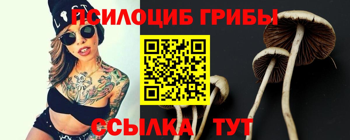 Псилоцибиновые грибы Psilocybe Тула